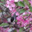 #bird-column, #boothbay-register, #jeff-and-allison-wells, #birds, #maine, #blackpoll-warbler