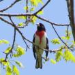 #bird-column, #boothbay-register, #jeff-and-allison-wells, #birds, #maine, #rose-breasted-grosbeak