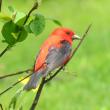 #bird-column, #boothbay-register, #jeff-and-allison-wells, #birds, #maine, #scarlet-tanager