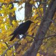 #bird-column, #Jeff and Allison Wells, #birds, #crows, #Boothbay Register, #maine