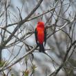 #bird-column, #birds, #maine, #boothbay register, #Jeff and Allison Wells, #COP15