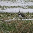 #bird-column, #Jeff and Allison Wells, #birds, #boothbay register, #maine, #northern lapwing