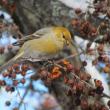 #bird-column, #Jeff and Allison Wells, #Boothbay Register, #birds, #winter finch, #maine, #pine grosbeak