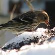 #bird-column, #Jeff and Allison Wells, #Boothbay Register, #birds, #winter finch, #maine, #pine siskin