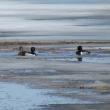 #bird-column, #Jeff and Allison Wells, #boothbay register, #ring-necked ducks, #kennebec river, #climate change