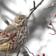 #bird-column, #Jeff and Allison Wells, #birds, #boothbay register, #maine, #sage thrasher, 