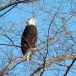 #bird-column, #Jeff and Allison Wells, #boothbay Register, #maine, #birds, #bald eagle