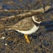 #bird-column, #ringed plover, #boothbay register, #Jeff and Allison Wells, #Maine, #birds