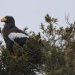 #bird-column, #steller’s sea-eagle, #boothbay register, #Jeff and Allison Wells, #Maine, #birds