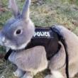 police rabbit, drone rabbit, 