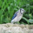 #bird-column, #birds, #jeff-and-allison-wells, #maine, #boothbay-register, #blue-jays