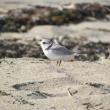 #bird-column, #endangeredspecies, #pipingplovers, #reidstatepark, #Jeff and Allison Wells, #maine, #birds, #boothbay register