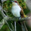 #bird-column, #Jeff and Allison Wells, #boothbay register, #birds, #maine, #cuckoo