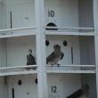 #bird-column, #birds, #Jeff and Allison Wells, #boothbay register, #maine, #purple martins