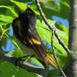 #bird-column, #birds, #Jeff and Allison Wells, #boothbay register, #maine, #American redstart