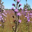 #bird-column, #Jeff and Allison Wells, #boothbay register, #birds, #maine, #pemaquid, #blueberries, #northern blazing star 