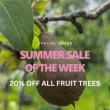 Summer Sale of the Week