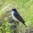 #bird-column, #Jeff and Allison Wells, #birds, #boothbay register, #maine, #wiscasset newspaper, #eastern kingbird