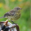 #bird-column, #kirtland’s warbler, #jeff and allison wells, #boothbay register, #birds, #maine