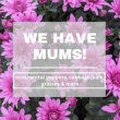 Shop Local: Mums are Here!