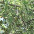 #bird-column, #boothbay register, #jeff and allison wells, #maine, #birds, #timber point, cape may warbler