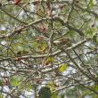 #bird-column, #boothbay register, #jeff and allison wells, #maine, #birds, #timber point, #yellow-rumps