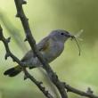 #bird-column, #birds of aruba bonaire and curacao, #Jeff and Allison Wells, #birds, #maine, #boothbay register, #american redstart