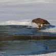 #bird-column, #Jeff and Allison Wells, #boothbay register, #birds, #maine, #Kennebec, #bald eagle 