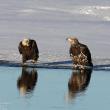 #bird-column, #Jeff and Allison Wells, #boothbay register, #birds, #maine, #Kennebec, #bald eagle 