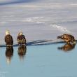 #bird-column, #Jeff and Allison Wells, #boothbay register, #birds, #maine, #Kennebec, #bald eagle 