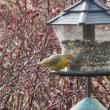 #bird-column, #hepatic tanager, #jeff and allison wells, #birds, #boothbay register, #birds