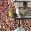 #bird-column, #hepatic tanager, #jeff and allison wells, #birds, #boothbay register, #birds