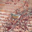 #bird-column, #jeff and allison wells, #great backyard bird count, #mardis gras, #boothbay register, #birds, #maine, #american robin