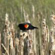 #bird-column, #jeff and allison wells, #great backyard bird count, #mardis gras, #boothbay register, #birds, #maine, #american robin