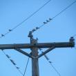 #bird-column, #boothbay register, #Jeff and Allison Wells, #snow buntings, #maine, #birds