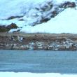 #bird-column, #boothbay register, #Jeff and Allison Wells, #snow buntings, #maine, #birds