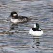 #bird-column, #great backyard bird count, #maine, #jeff and allison wells, #birds, #boothbay register, bufflehead