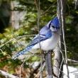 #bird-column, #boothbay register, #blue jay, #Jeff and Allison Wells, #birds, #maine