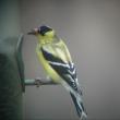 #bird-column, #Jeff and Allison Wells, #boothbay register, #maine, #birds, #american goldfinch