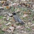 #bird-column, #boothbay register, #jeff and allison wells, #american robin, #robin, #spring