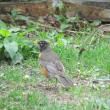 #bird-column, #boothbay register, #jeff and allison wells, #american robin, #robin, #spring