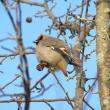 #bird-column, #birds, #boothbay register, #total eclipse, #solar eclipse, #jeff and allison wells, #bohemian waxwing, #maine