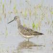 #bird-column, #boothbay register, #birds, #maine, #jeff and allison wells, #university of iowa, #caitlin clark, #greater yellowlegs