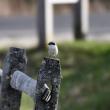 #bird-column, #loggerhead shrike, #rare birds, #maine, #jeff and allison wells, #boothbay register, #penbay pilot, #birds