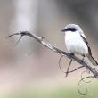 #bird-column, #loggerhead shrike, #rare birds, #maine, #jeff and allison wells, #boothbay register, #penbay pilot, #birds