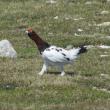 #bird-column, #boothbay register, #a bird’s tale, #jeff and allison wells, #maine, #birds, #willow ptarmigan