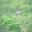 #bird-column, #boothbay register, #maine, #jeff and allison wells, #birds, #great blue heron