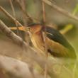 #bird-column, #boothbay register, #maine, #jeff and allison wells, #birds, #least bittern