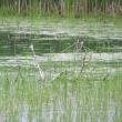 #bird-column, #boothbay register, #maine, #jeff and allison wells, #birds, #tree swallows