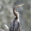 #bird-column, #birds, #cicada, #boothbay register, #Jeff and Allison Wells, #maine, #anhinga